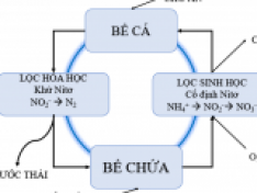 Công nghệ RAS trong nuôi tôm thẻ chân trắng