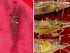 Cảnh giác với SHIV - bệnh mới trên tôm