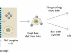 Enzyme đối với dinh dưỡng thủy sản