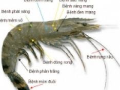 Một số lưu ý khi nuôi tôm trong giai đoạn chuyển mùa