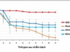Ngăn chặn màng sinh học Vibrio bằng chiết xuất củ gừng